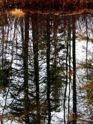 le reflet des arbres sur ltang