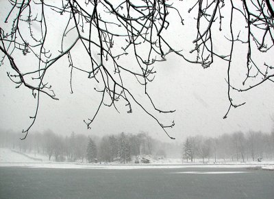 Rideau de branches