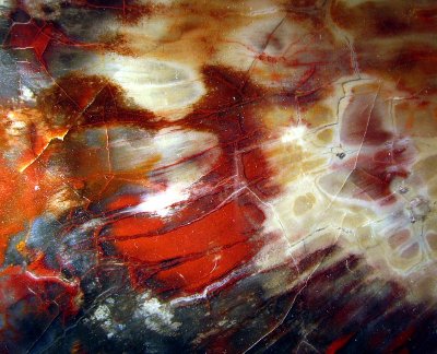 petrified wood
