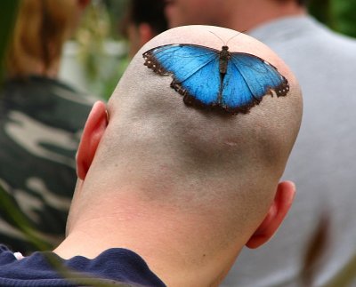 PAPILLONS EN FÊTE À QUÉBEC