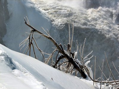  la dcouverte du phasme arctique
