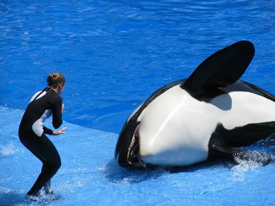 SEAWORLD ORLANDO