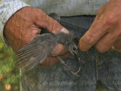 Retrieving the Bird