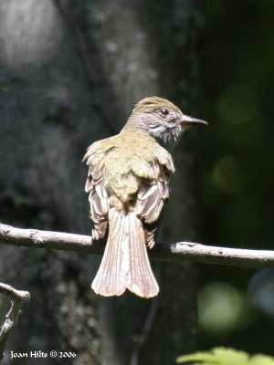 Great Crested Flycatcher 01
