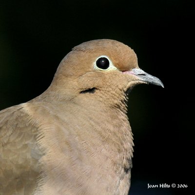 Mourning Dove 06