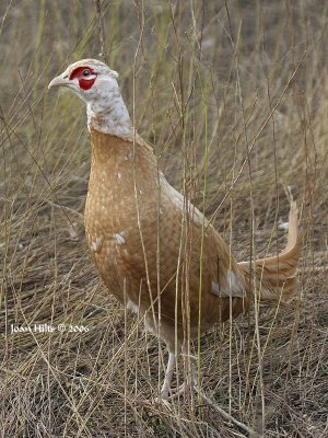 Hybrid Ringneck Pheasant 01