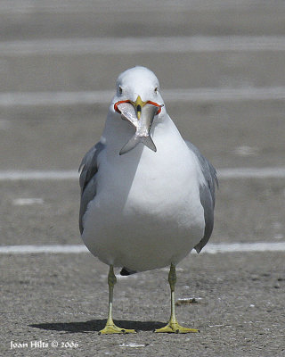 Ring-billed 13