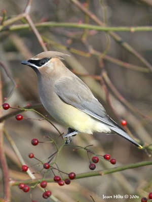 Cedar Waxwing 06
