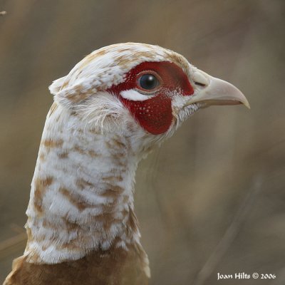 Hybrid Ringneck Pheasant 02