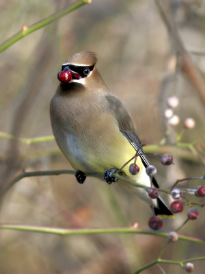 Cedar Waxwing 07