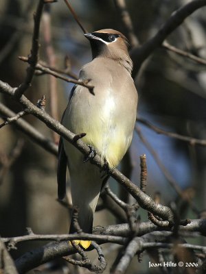 Cedar Waxwing 08