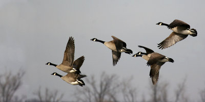 Canada Goose 18
