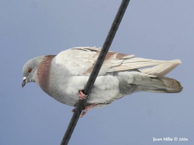 Rock Dove (Feral Pigeon) 03