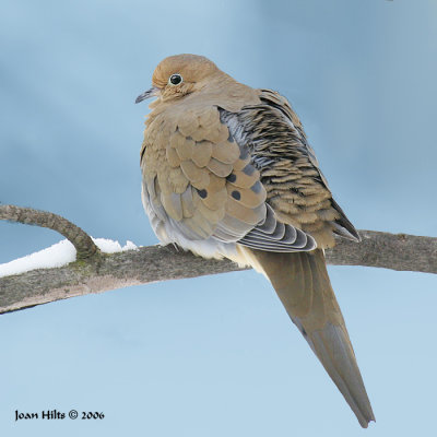 Mourning Dove 07