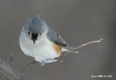Tufted Titmouse 08