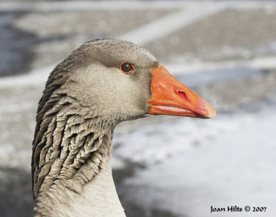 Graylag 06