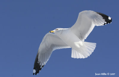 Ring-billed 14