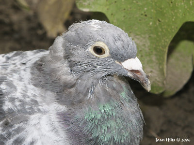 Rock Dove (Feral Pigeon) 02