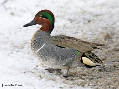 Green-winged Teal 03