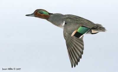 Green-winged Teal 04