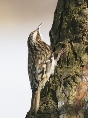 Brown Creeper 03
