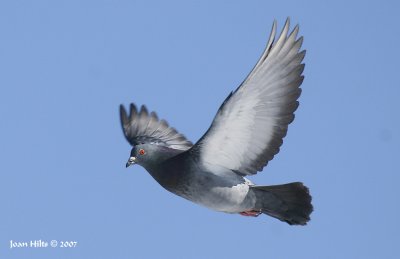 Rock Dove (Feral Pigeon) 05