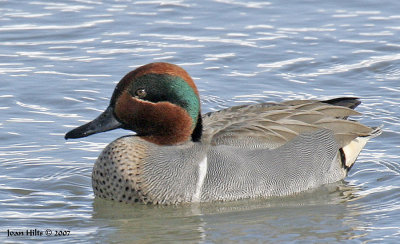 Green-winged Teal 05