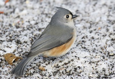 Tufted Titmouse 09