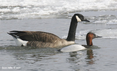 Canada Goose 19