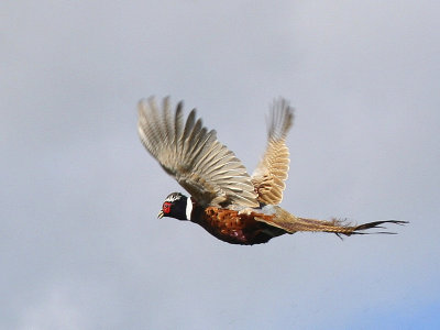 Ringneck Pheasant 07
