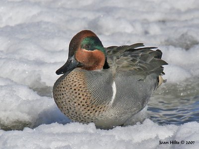 Green-winged Teal 06