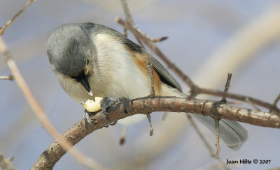 Tufted Titmouse 10