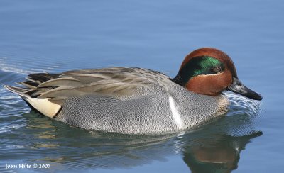 Green-winged Teal 07