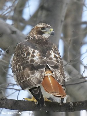 Red-tailed Hawk 11