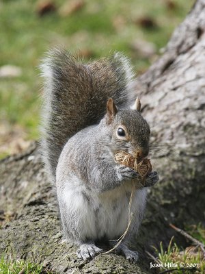 Eastern Gray 08a
