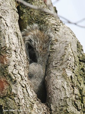 Eastern Gray 08c