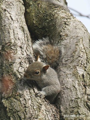 Eastern Gray 08d
