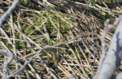 Garter Snake 01