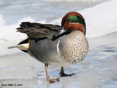 Green-winged Teal 08