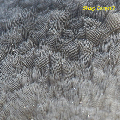 22 Shag Carpet ?