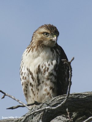 Red-tailed Hawk 12