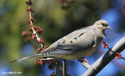 Mourning Dove 08