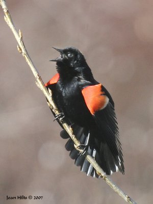 Red-winged Blackbird 13