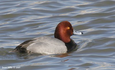 Redhead 03