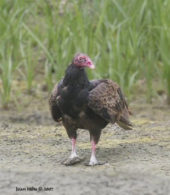 Turkey Vulture 05