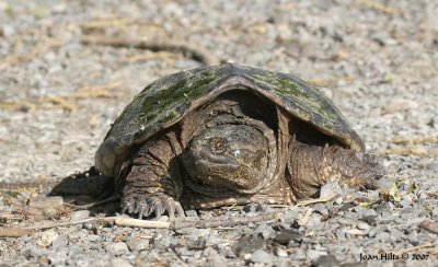 Snapping Turtle 01