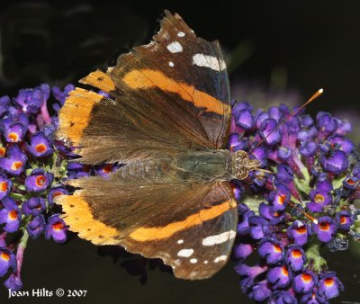 Red Admiral 01