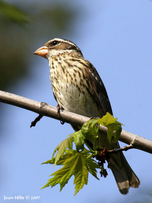 Rose-breasted 04
