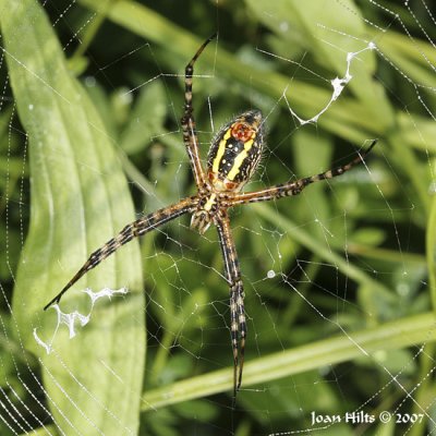 Banded Argiope 01