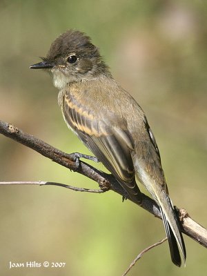 Eastern Phoebe 02